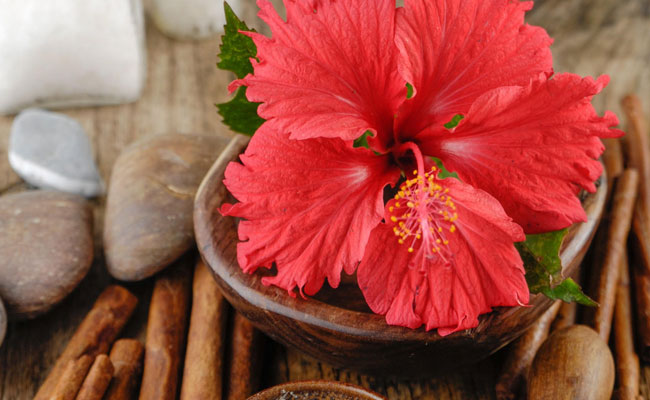 Hibiscus